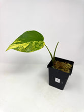 Load image into Gallery viewer, Monstera Deliciosa Aurea Variegated G