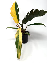 Load image into Gallery viewer, Philodendron Caramel Marble