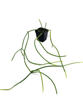 Load image into Gallery viewer, Rhipsalis Baccifera (Ships within Canada only)