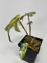 Load image into Gallery viewer, Philodendron Gloriosum Variegated A