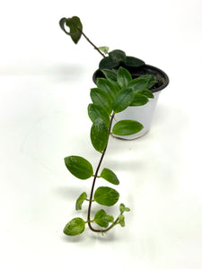 Aeschynanthus Lobbianus (Lipstick Plant) Variegated