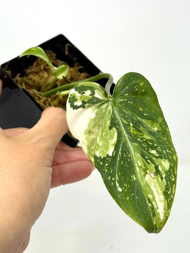 Philodendron Gloriosum Variegated D