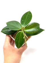 Load image into Gallery viewer, Hoya Sanguine (Mindorensis x Erythrostemma)