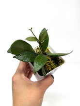 Load image into Gallery viewer, Hoya Walliniana UT-152
