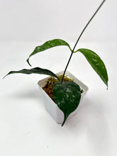 Load image into Gallery viewer, Hoya Cystiantha Splash