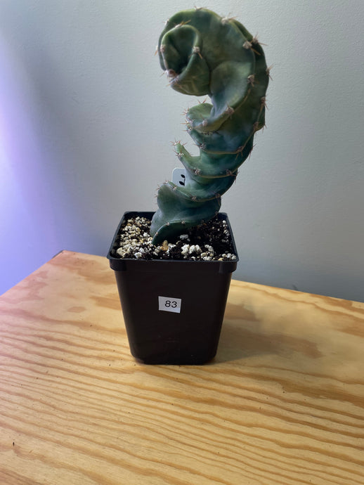 83. Cereus Forbesii cv. Spiralis 'Spiral Cactus'