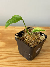 Load image into Gallery viewer, 162. Monstera Deliciosa Aurea Variegated (juvenile)