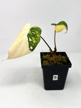 Load image into Gallery viewer, Philodendron Gloriosum Variegated B