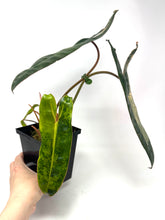 Load image into Gallery viewer, Philodendron Billietiae Variegated D