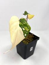 Load image into Gallery viewer, Philodendron Gloriosum Variegated B
