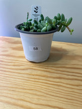 Load image into Gallery viewer, 58. Sedum Morganianum ‘Burro’s Tail’