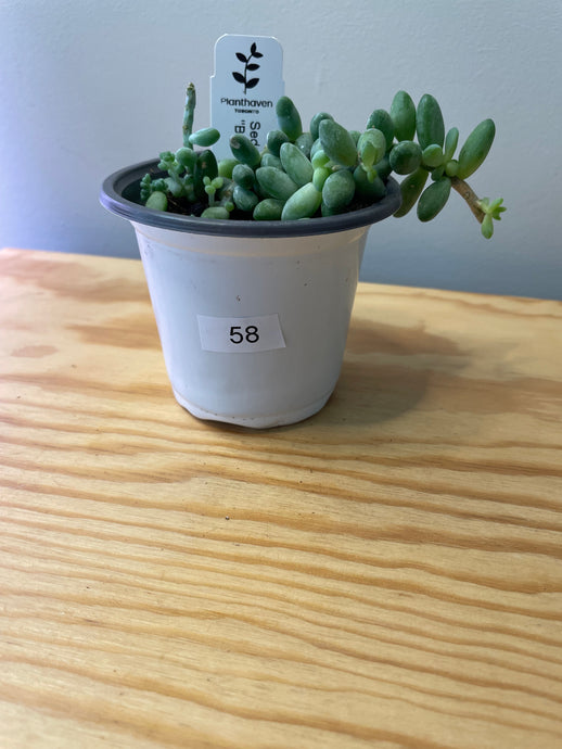 58. Sedum Morganianum ‘Burro’s Tail’