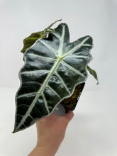 Load image into Gallery viewer, Alocasia Amazonica Variegated F