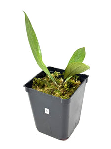 Hoya Germany Silver A