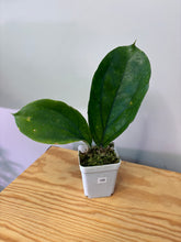 Load image into Gallery viewer, 106. Hoya Lambii