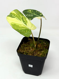 Philodendron Gloriosum Variegated C