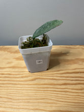 Load image into Gallery viewer, 181. Hoya Carnosa Grey Ghost