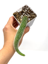 Load image into Gallery viewer, Cleistocactus Colademononis “Monkey Tail Cactus” (Long hair variant) - Ships within Canada only