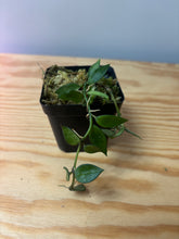 Load image into Gallery viewer, 75. Hoya Lacunosa Variegated