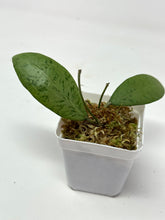 Load image into Gallery viewer, Erythrostemma Silver Leaves