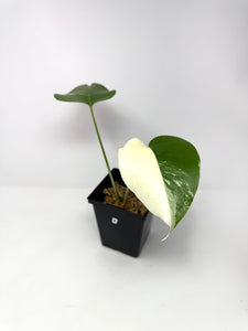 Monstera Deliciosa Albo Variegated B