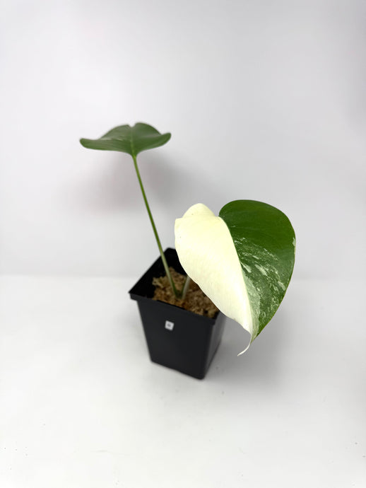 Monstera Deliciosa Albo Variegated B