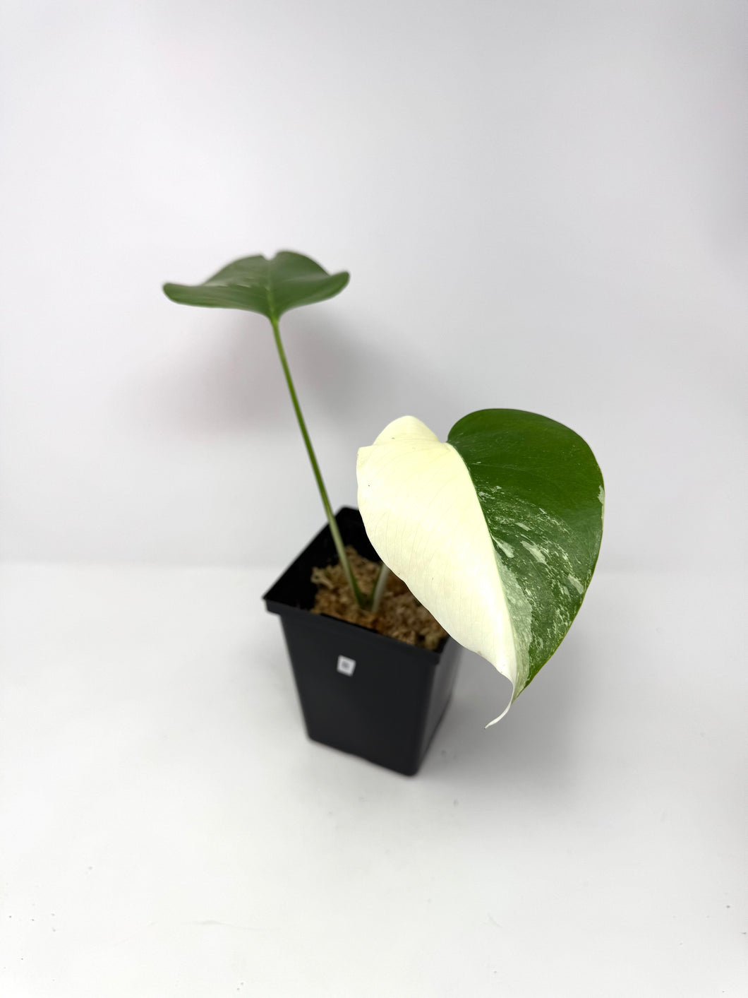 Monstera Deliciosa Albo Variegated B