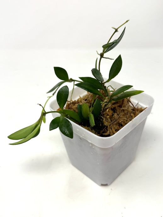 Hoya Picta