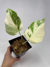 Load image into Gallery viewer, Monstera Deliciosa Albo Variegated A