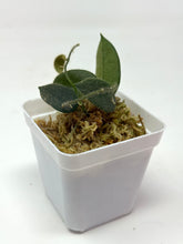 Load image into Gallery viewer, Hoya Thomsonii