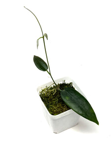 Hoya Stenaokei