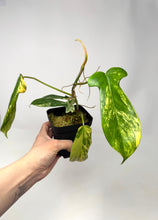 Load image into Gallery viewer, Philodendron Florida Beauty