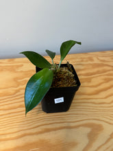 Load image into Gallery viewer, 121. Hoya Pottsii