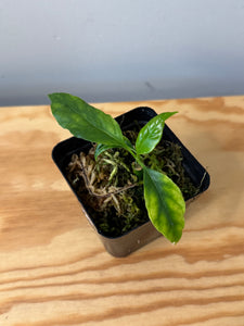 87. Hoya Multiflora White Margins Variegated
