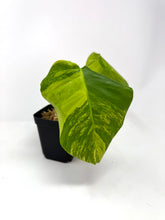 Load image into Gallery viewer, Monstera Deliciosa Aurea Variegated A