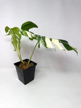 Load image into Gallery viewer, Monstera Deliciosa Albo Variegated I