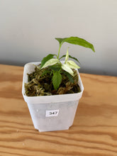 Load image into Gallery viewer, 347. Hoya Multiflora White Margins Variegated