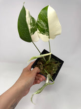 Load image into Gallery viewer, Monstera Deliciosa Albo Variegated L