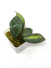 Load image into Gallery viewer, Hoya Carnosa ‘Argentea Princess’ G