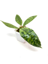 Load image into Gallery viewer, Hoya Lambii Silver A