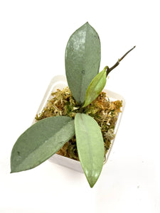 Hoya Wilbur Graves Silver B
