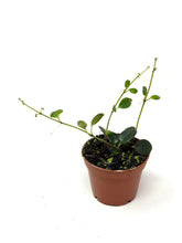 Load image into Gallery viewer, Codonanthe Devosiana 'Paula'