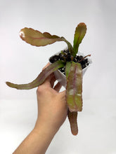 Load image into Gallery viewer, Pseudorhipsalis Ramulosa (Ships within Canada only)