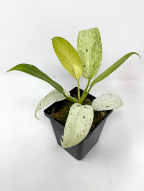 Philodendron Whipple Way B