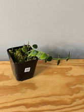 Load image into Gallery viewer, 62. Hoya Chinghungensis