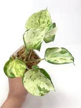 Load image into Gallery viewer, Epipremnum Aureum &#39;Manjula&#39;