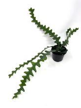 Load image into Gallery viewer, Epiphyllum Anguliger ‘Fishbone Cactus’ (Ships within Canada only)