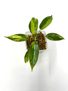 Philodendron Florida Beauty D