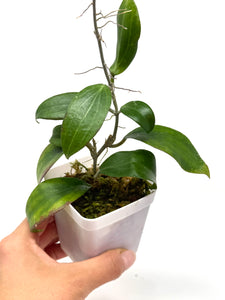 Hoya Merrillii