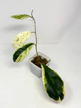 Load image into Gallery viewer, Hoya Incrassata Albo Variegated